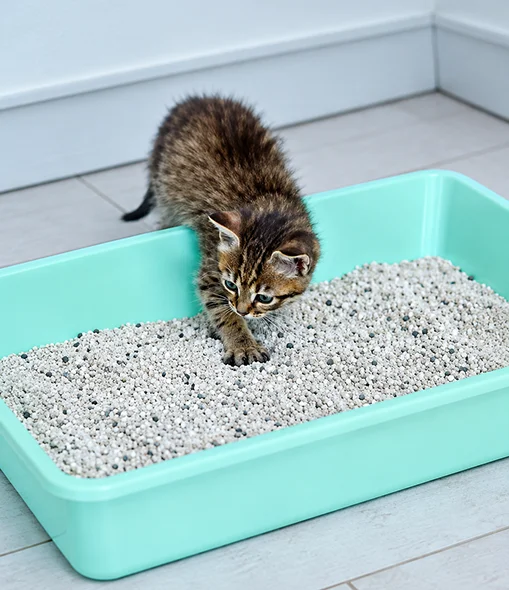 Bentonite – Cat Litter